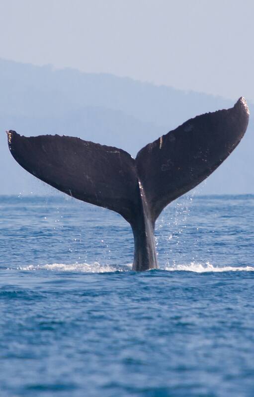 Ballena franca austral