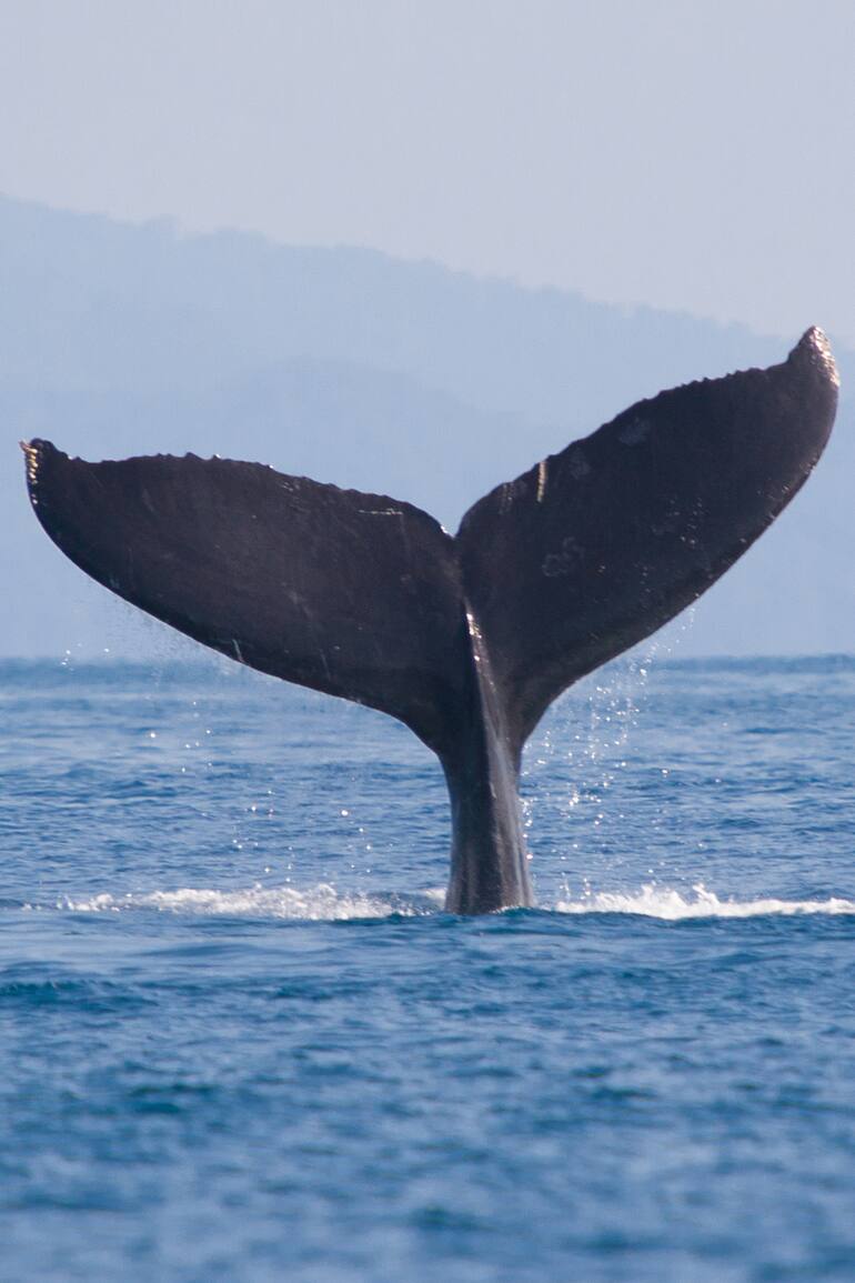 Ballena franca austral