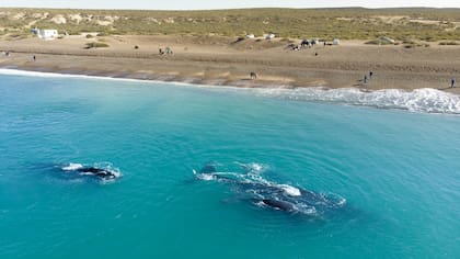 Ballena Franca Austral. Gentileza Ente de Turismo de Puerto Madryn.