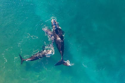 Ballena franca austral y crías en playa Las Canteras, cerca de Puerto Madryn