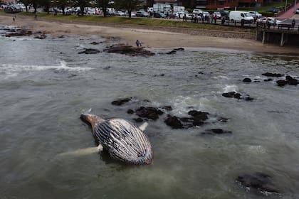 Ballena muerta en la playa Mailhos, en Punta del Este