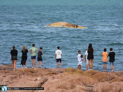Ballena rorcual encontrada muerta y en estado de descomposición en Punta del Este