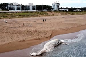 Ballena rorcual encontrada muerta y en estado de descomposición en Punta del Este