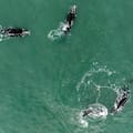 El espectáculo de las ballenas que volvió a sorprender a Costa Esmeralda y Mar del Plata