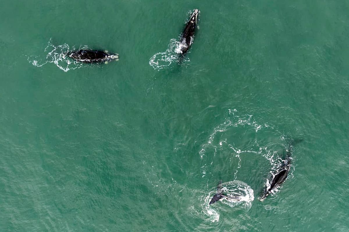 Ballenas cerca de los acantilados de Mar del Plata