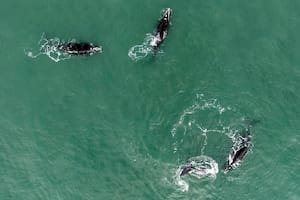 El espectáculo de las ballenas que volvió a sorprender a Costa Esmeralda y Mar del Plata