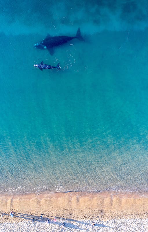 Ballenas desde playa Las Canteras en Puerto Madryn