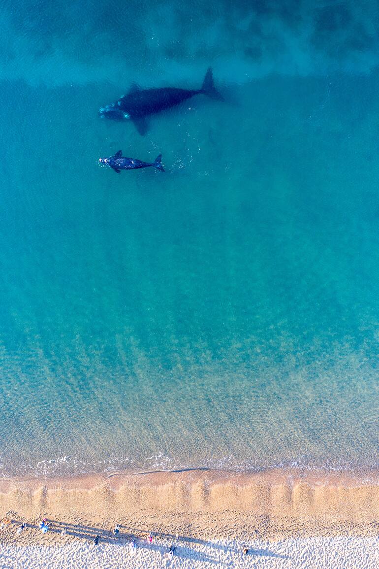 Ballenas desde playa Las Canteras en Puerto Madryn