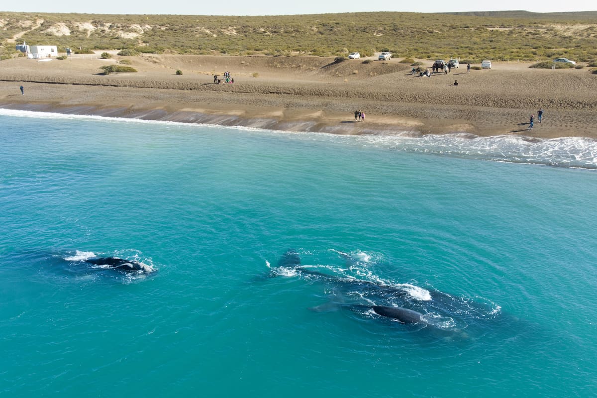 Ballenas en la playa cercana a El Doradillo, Puerto Madryn