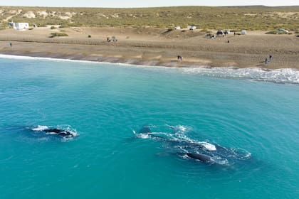 Ballenas en la playa cercana a El Doradillo, Puerto Madryn
