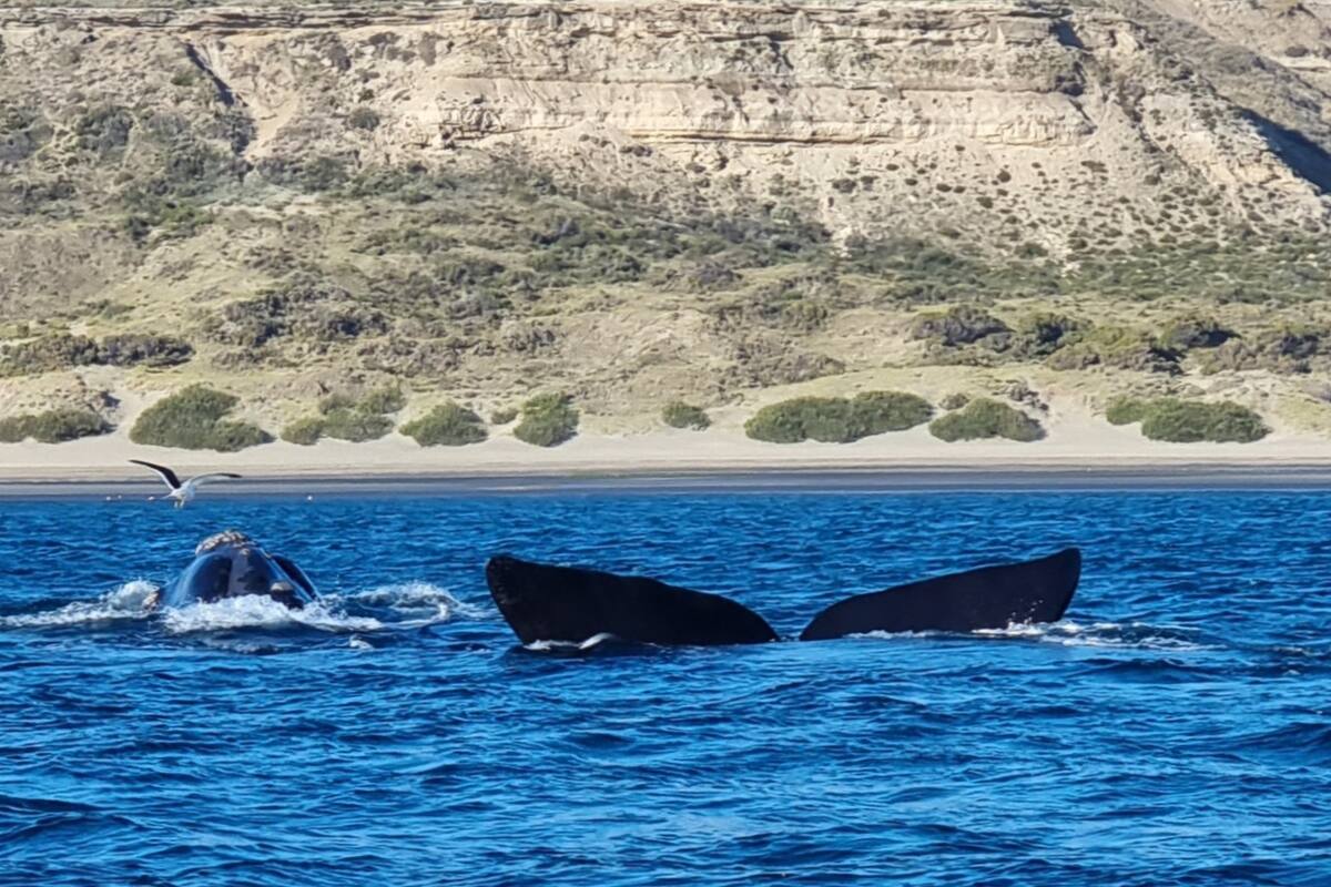 Ballenas francas australes; la evidencia sobre la inteligencia, la consciencia y la individualidad de los cetáceos sigue acumulándose