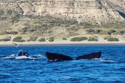 Ballenas francas australes; la evidencia sobre la inteligencia, la consciencia y la individualidad de los cetáceos sigue acumulándose