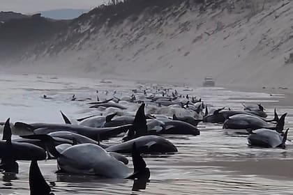 Las ballenas piloto varadas en la costa de Tasmania