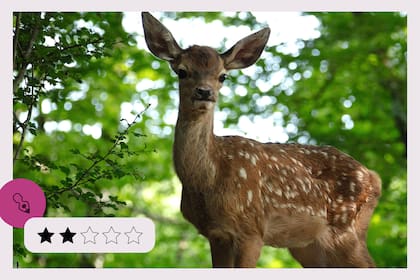 Bambi, una aventura en el bosque, dirigida por Michel Fessler