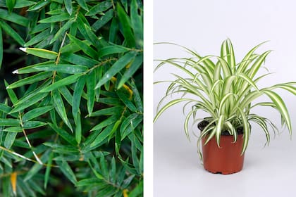 Bambú y lazo de amor, dos plantas rústicas, aptas para principiantes y a prueba de todo, incluso de mascotas