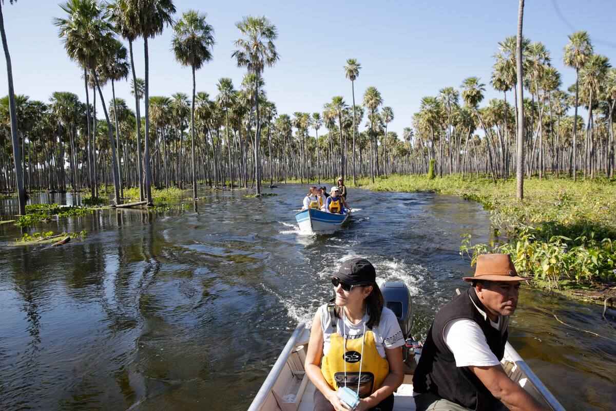 La lancha abre camino a los kayaks entre un colchón de repollitos de agua.