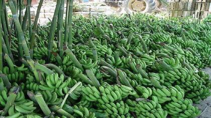 Banana formoseña, hoy en crisis.
