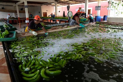 Bananas recién cosechadas son lavadas en una granja, el martes 15 de agosto de 2023, en Los Ríos, Ecuador