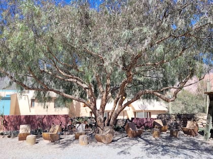 Bancos de madera colocados debajo de un frondoso molle de la finca original, refugio de calma y protegido del sol a la hora de la siesta.