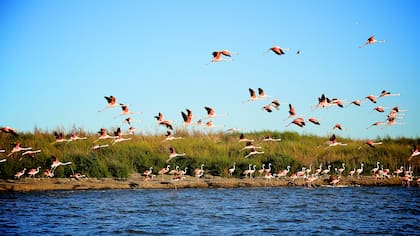 Bandada de flamencos rosados en vuelo sobre la laguna.
