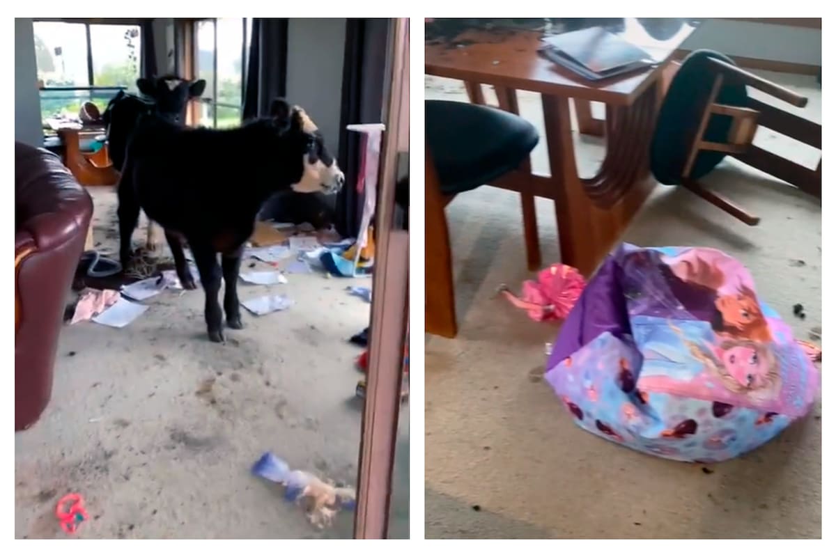 Bandit y SOB, las dos vacas responsables de la destrucción del living de Chelsea Higston