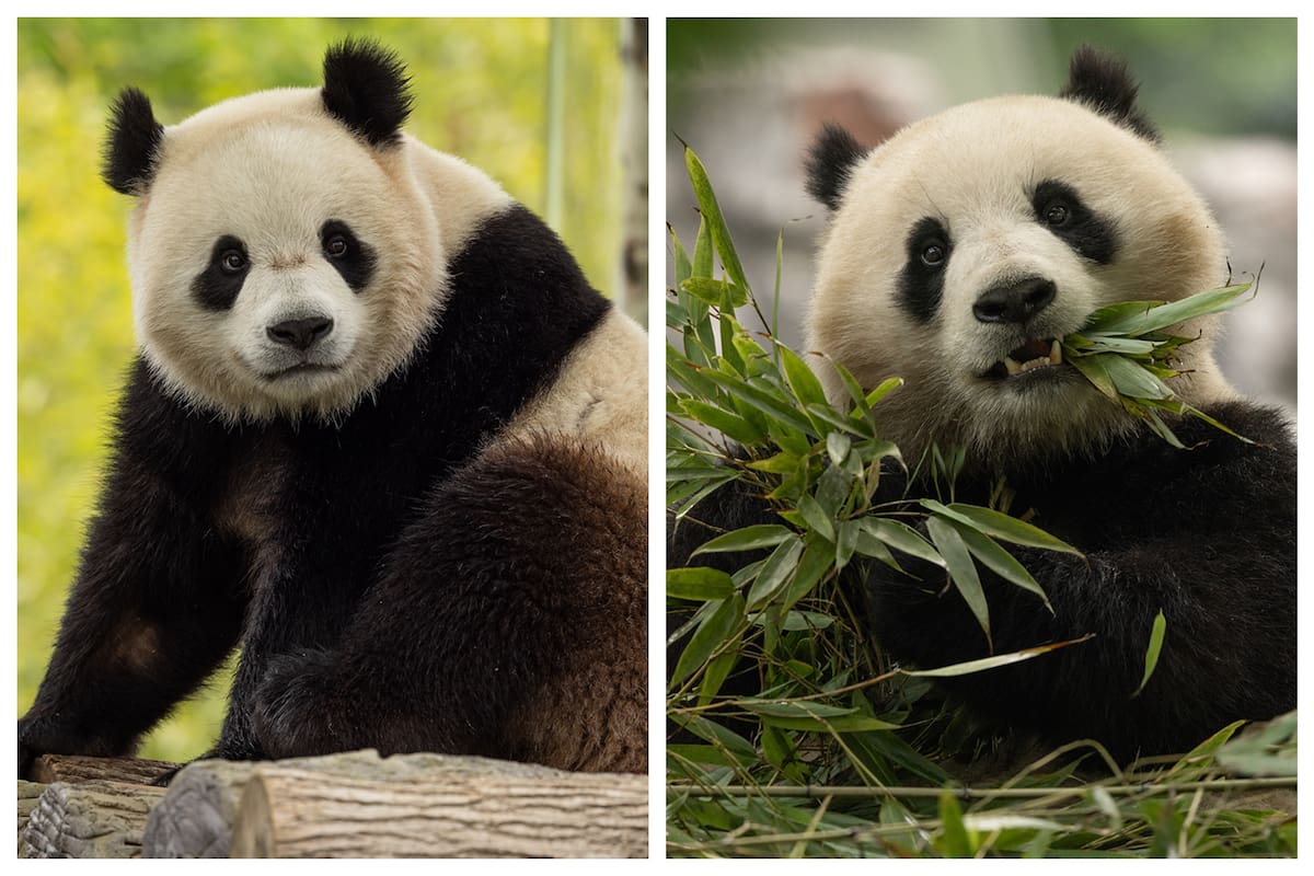 Bao Li y, macho; y Qing Bao, hembra. Pandas nacidos en 2021 (Foto: National Zoo de Washington).