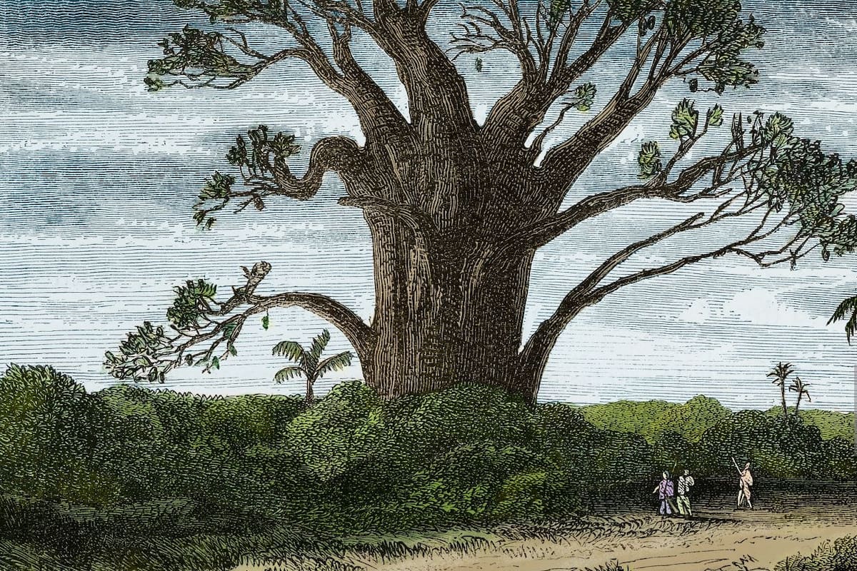 Baobab, Madagascar, diseño de Evremond de Berard (1824-1881) del viaje de Ida Pfeiffer (1797-1858).
