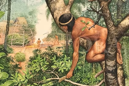 Cosechero subido al árbol -