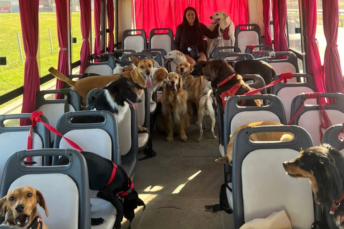Bárbara se volvió viral en las redes sociales por realizar un campamento exclusivo para perros