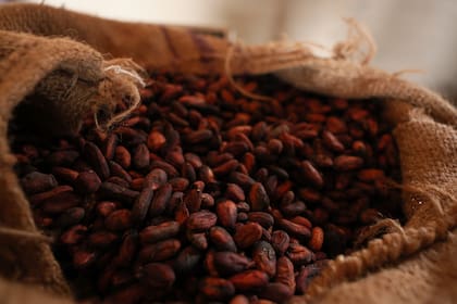 Barry Callebaut compra aproximadamente una cuarta parte de toda la cosecha mundial anual de cacao y la transforma en chocolate para los helados Magnum, los KitKat de Nestlé y las marcas Cadbury y Milka de Mondelez.