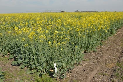 Bassi señaló que esta estrategia forma parte de una agenda más amplia vinculada con la descarbonización de la producción agropecuaria y la transición energética, donde la agricultura tiene un papel cada vez más relevante como proveedora de materias primas para los biocombustibles