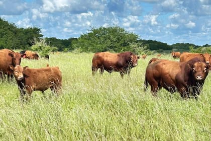 Basta señalar que un ternero para invernada cotiza actualmente a 3,90US$/kg, el valor más alto -en dólares corrientes- de toda la historia de la ganadería argentina
