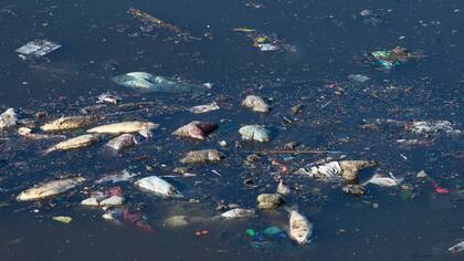 Basura y peces muertos flotando sobre el Riachuelo