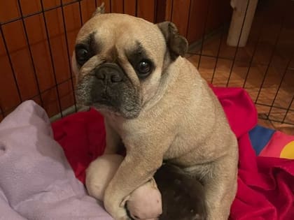 Batata en el corral que le armó Florencia en su casa, cuidando de sus cachorros.