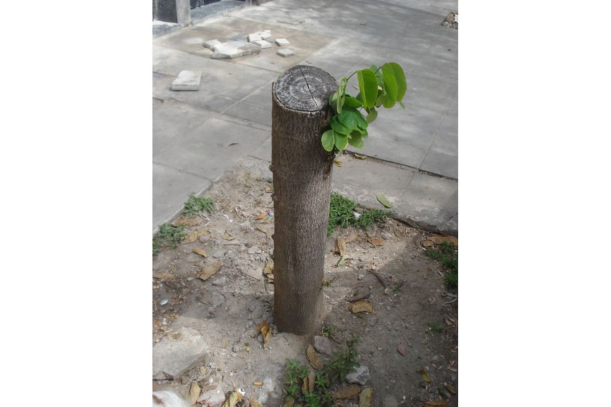 Bauhinia variegata en Bacacay al 2300, CABA