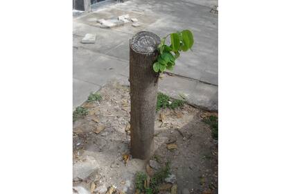 Bauhinia variegata en Bacacay al 2300, CABA