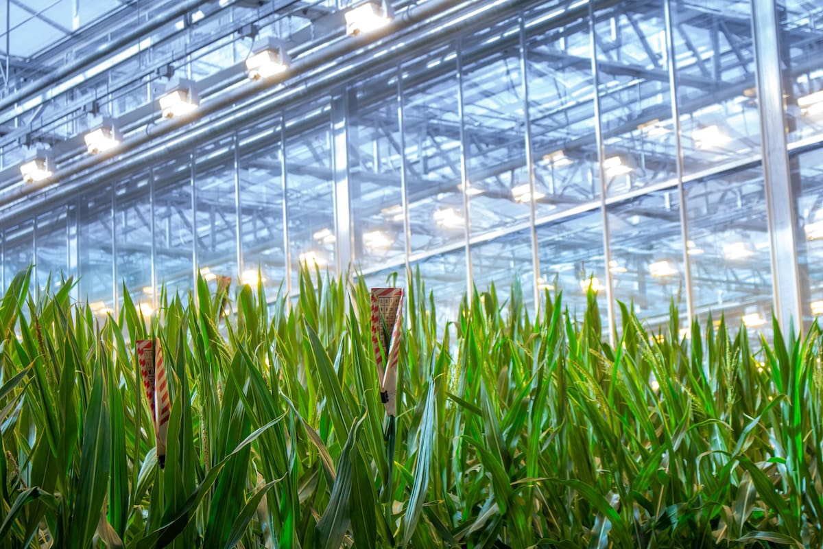 Bayer impulsa el sistema de maíz denominado Preceon, que hace eje en híbridos de baja estatura