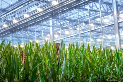 Bayer impulsa el sistema de maíz denominado Preceon, que hace eje en híbridos de baja estatura