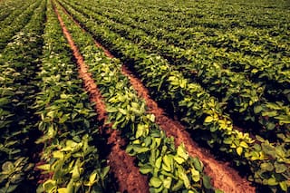 Bayer presenta una nueva semilla de soja para los agricultores brasileños