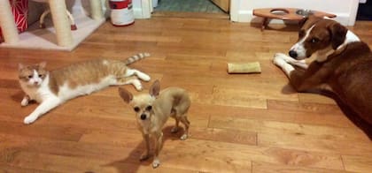 Bayou con sus hermanos perros en su casa.