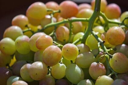 Las uvas aportan muchas calorías, pero también numerosos minerales.