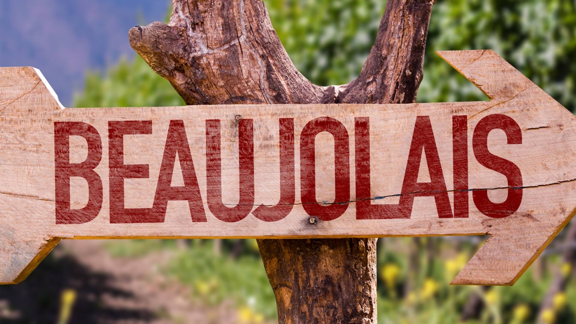 Beaujolais, un vino tinto fresco y ligero
