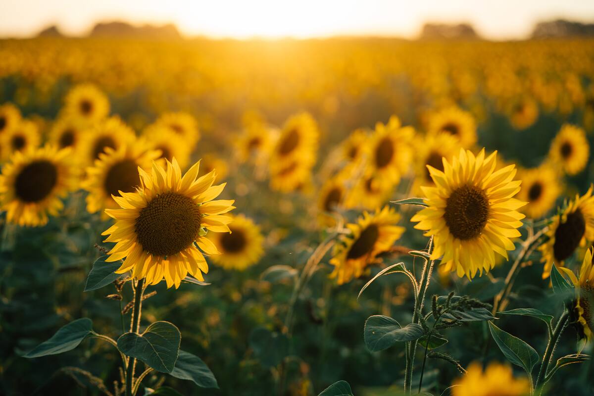 beautiful sunflowers in the sunset