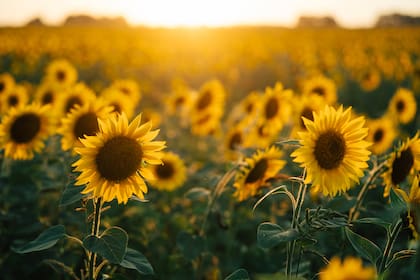 beautiful sunflowers in the sunset