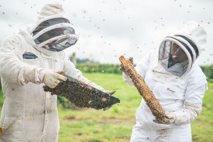 Beeflow, la starpup que hace culto a innovar aplicando nueva tecnología