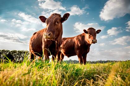 Beefmaster cattle standing in a green field