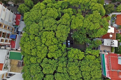 Belgrano, Colegiales y Nuñez, los barrios con más sombra