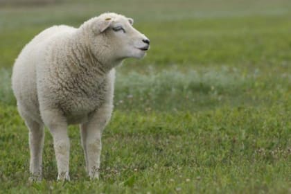 Bella es una oveja Texel que está tan convencida de que es un perro que hasta huye de las otras ovejas