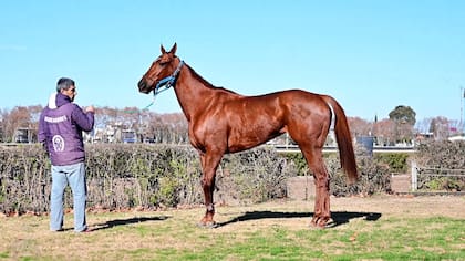 Belleza de Arteaga en Palermo, donde continúa su preparación para la Breeders' Cup, aunque el tiempo ya apremia.