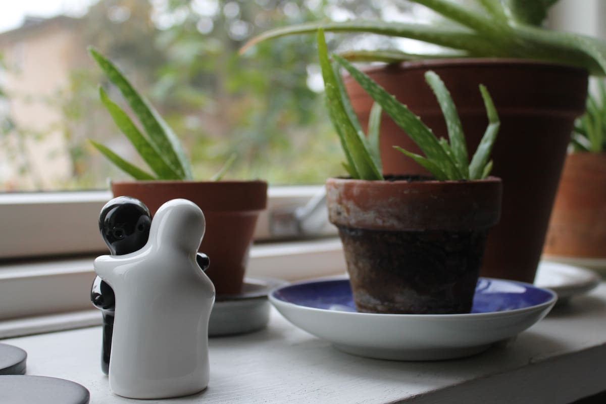 Beneficios de tener aloe vera en tu casa